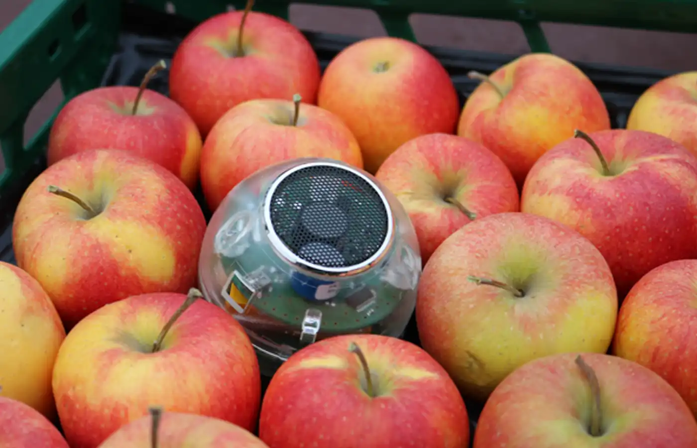 Ein elektronischer Sensor in Apfelform liegt zwischen echten Äpfeln zur Überwachung von Kondensation in der Kühllager-Logistik.